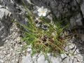 Cherleria capillacea